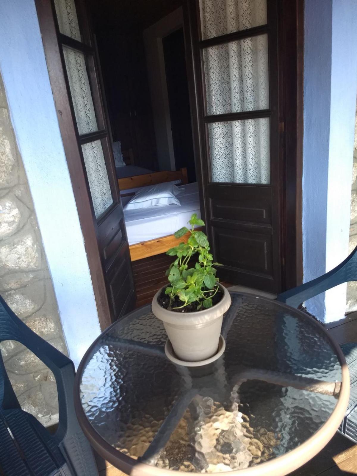 κούκος ευζην * Sykia Chalkidikis